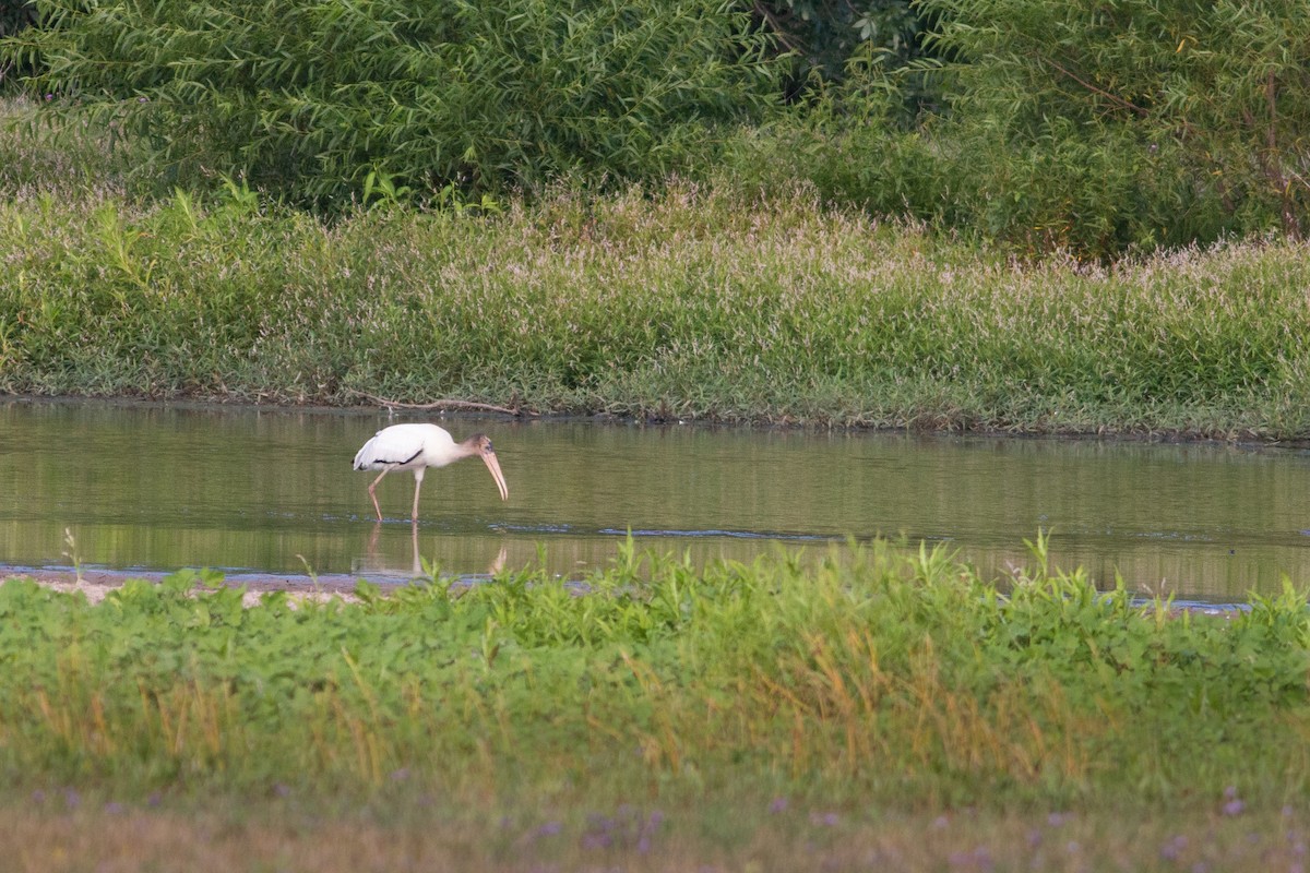 Wood Stork - ML475288991