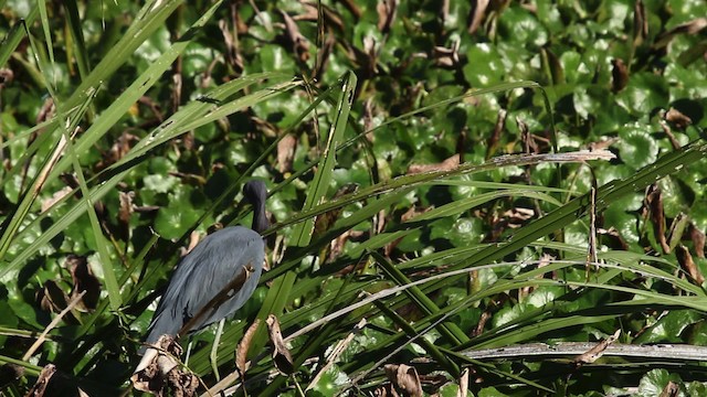 Little Blue Heron - ML475289