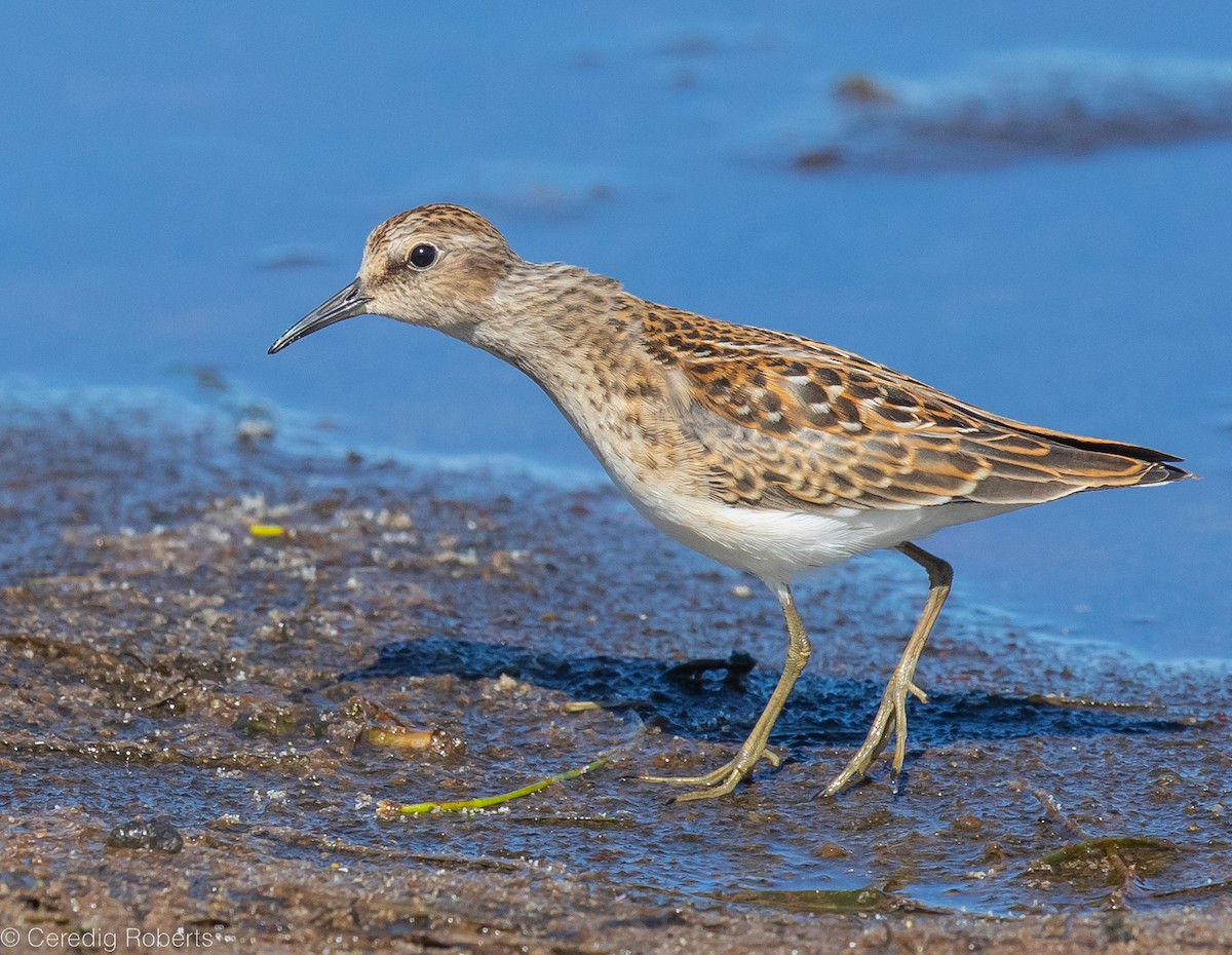 Least Sandpiper - ML475289891