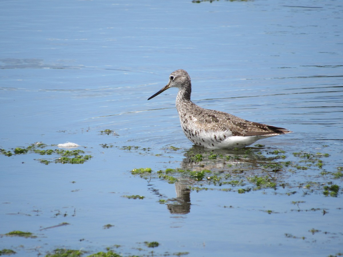 Greater Yellowlegs - ML475291391