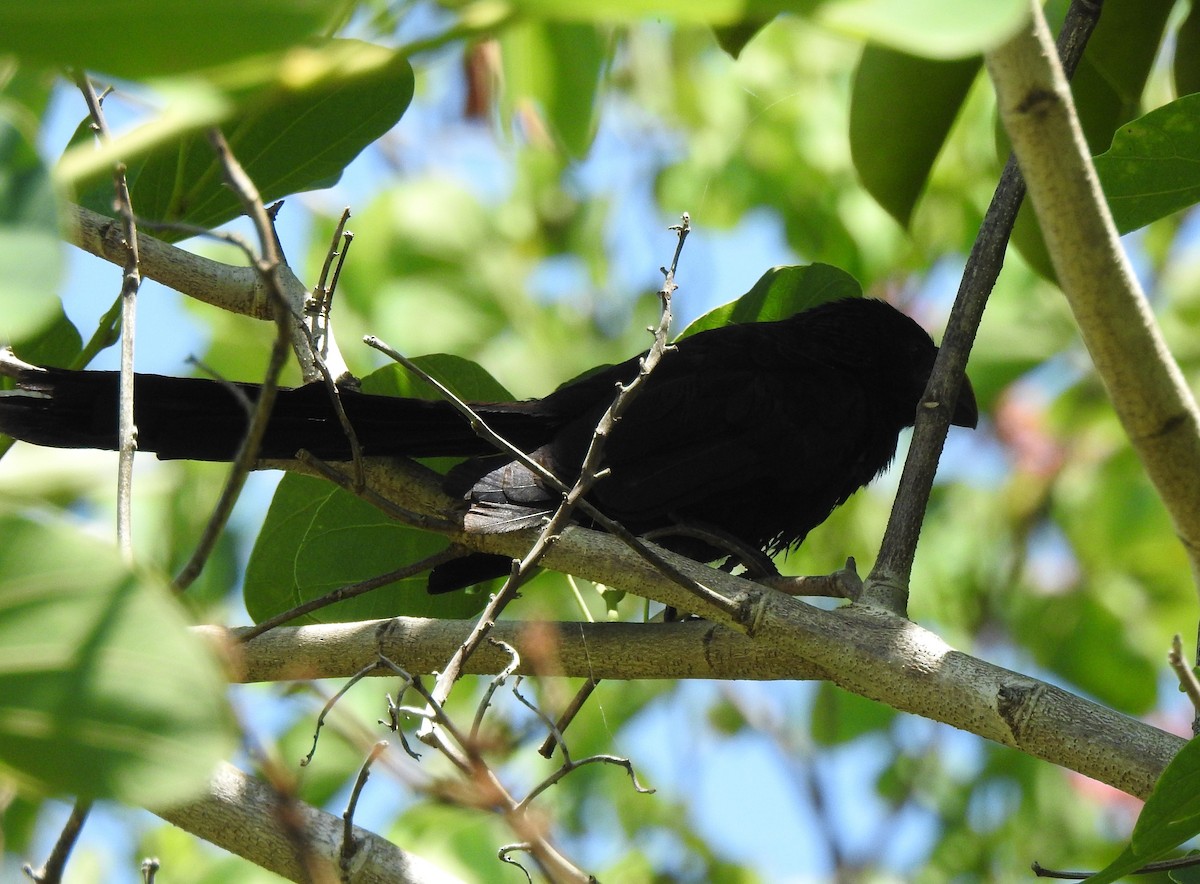 Smooth-billed Ani - Tony Ford