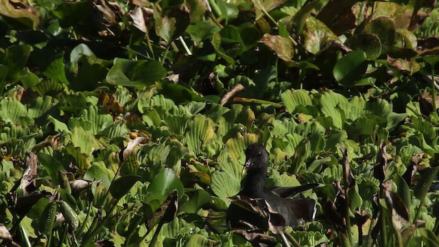 Gallinule d'Amérique - ML475294