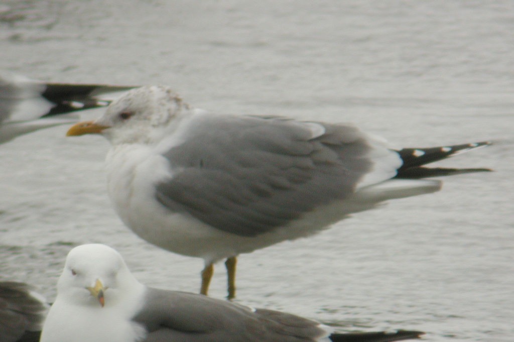 Common Gull - William Hull