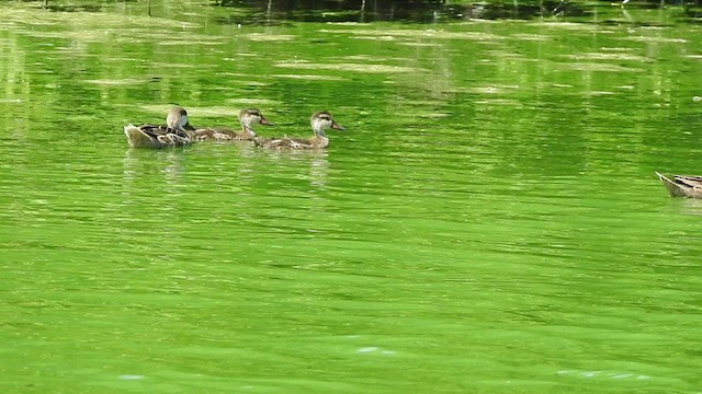 White-cheeked Pintail - ML475296271