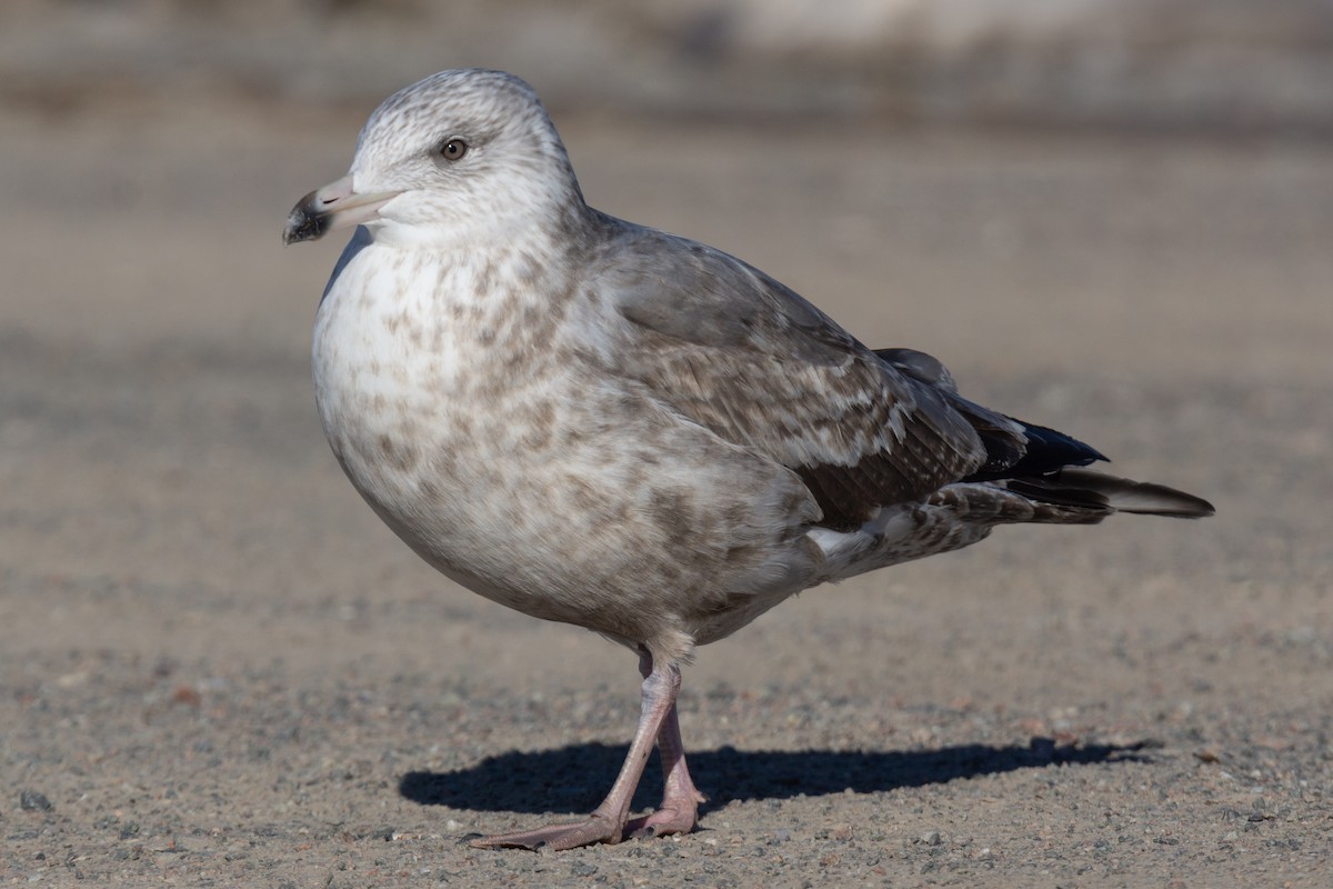 Gaviota Argéntea - ML475297041