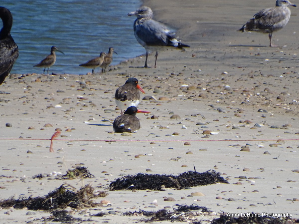 American Oystercatcher - ML475297771