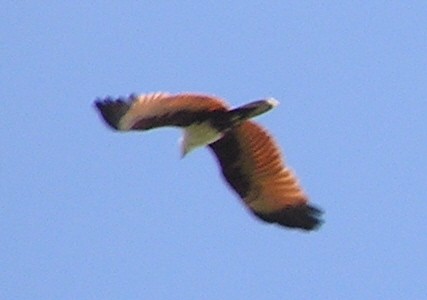 Brahminy Kite - ML475297941