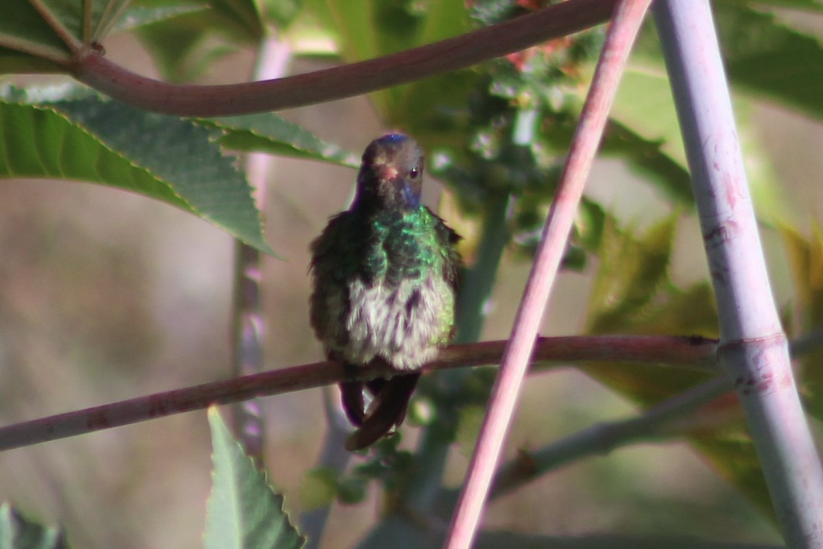 kolibřík modrohlavý - ML475298131