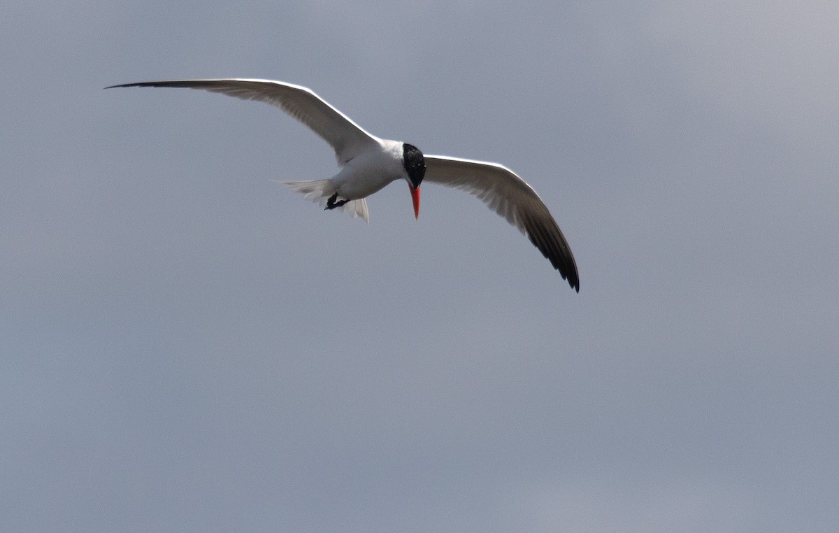 Caspian Tern - ML475298291