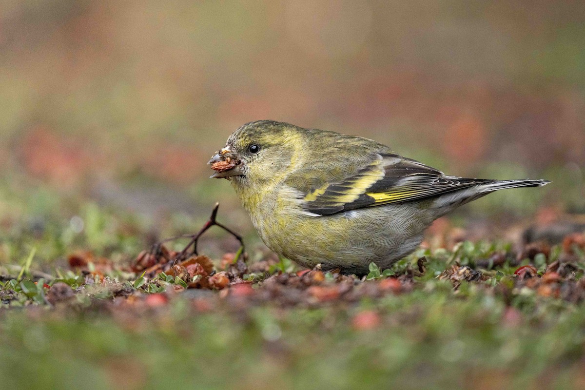 Чиж бородатий - ML475299881