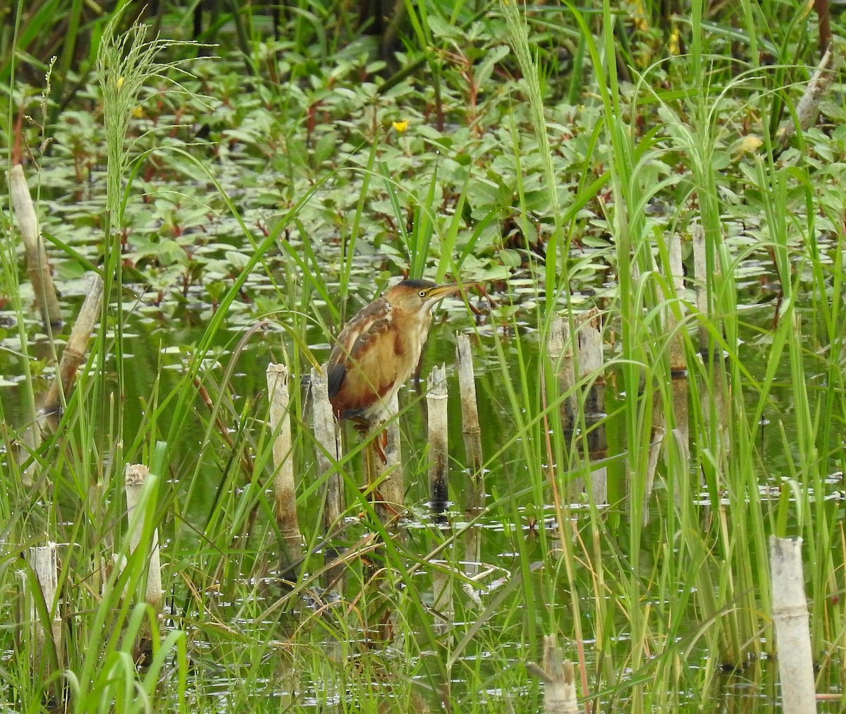 Least Bittern - ML475299941