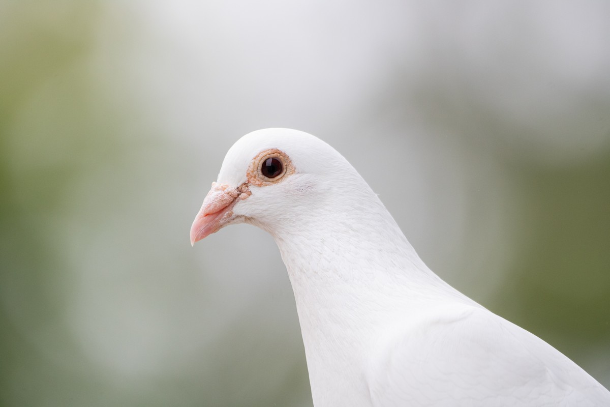 Rock Pigeon (Feral Pigeon) - ML475300121