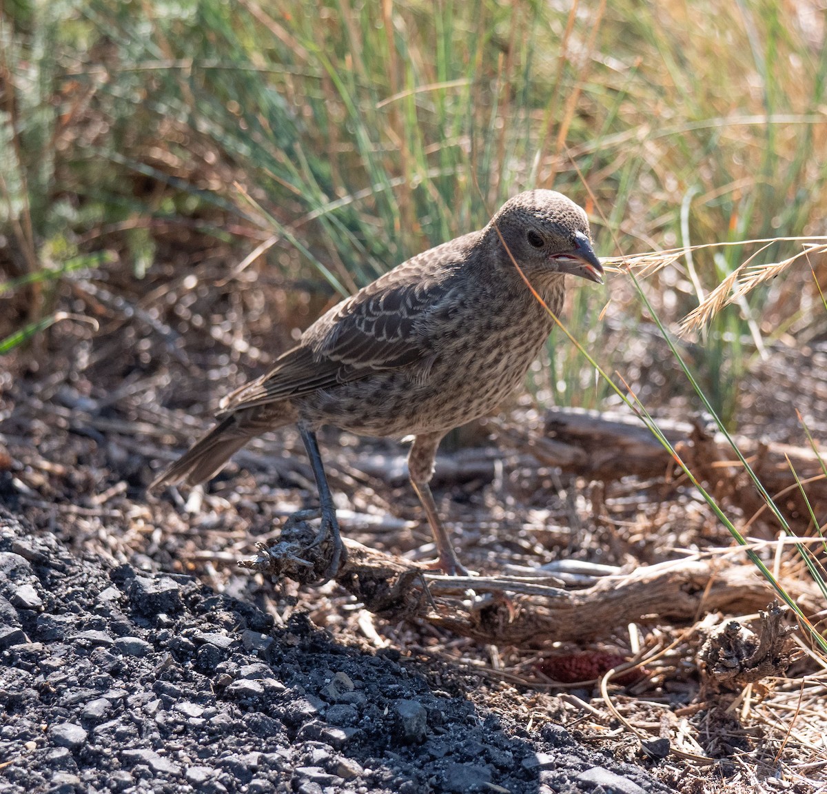 Brown-headed Cowbird - ML475301471