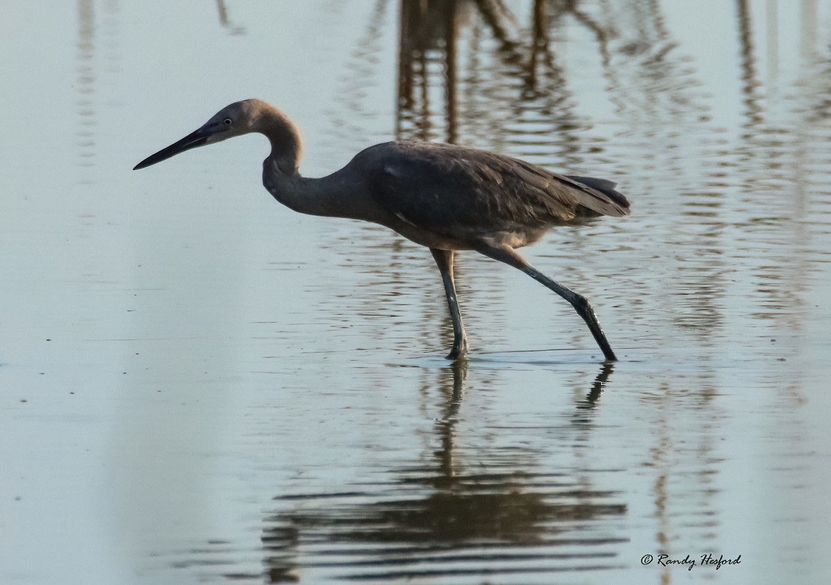 Reddish Egret - Randy Hesford