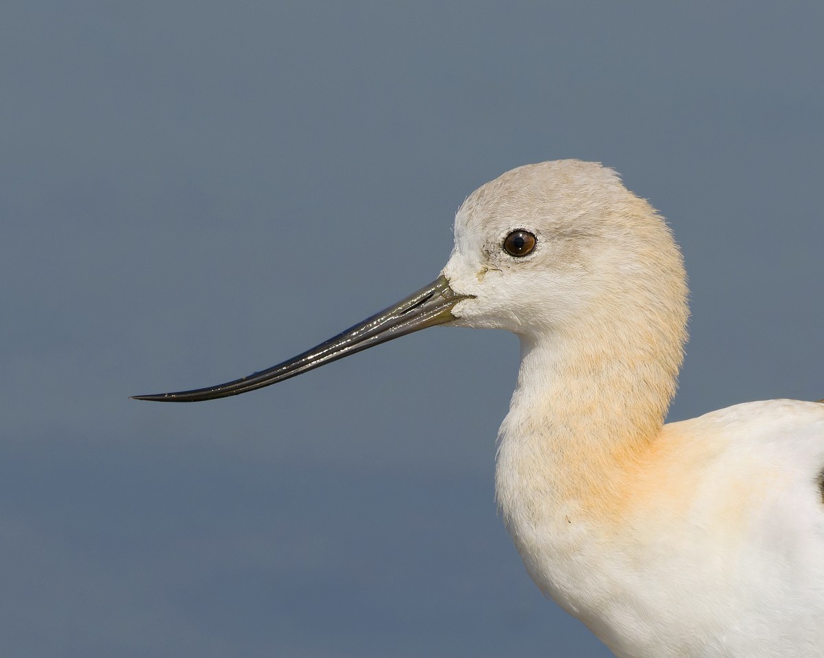 American Avocet - ML475301731