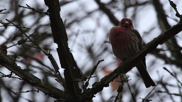 House Finch - ML475302