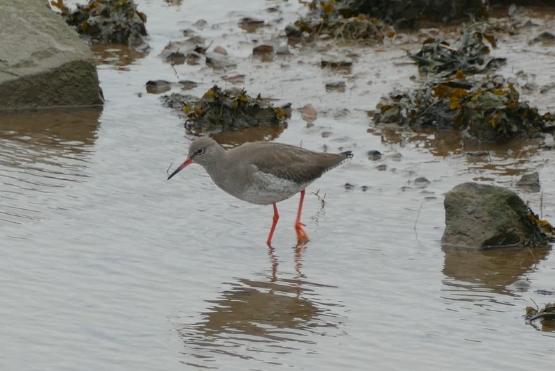 Common Redshank - ML47530201