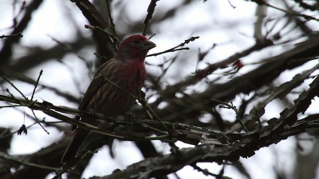 House Finch - ML475303