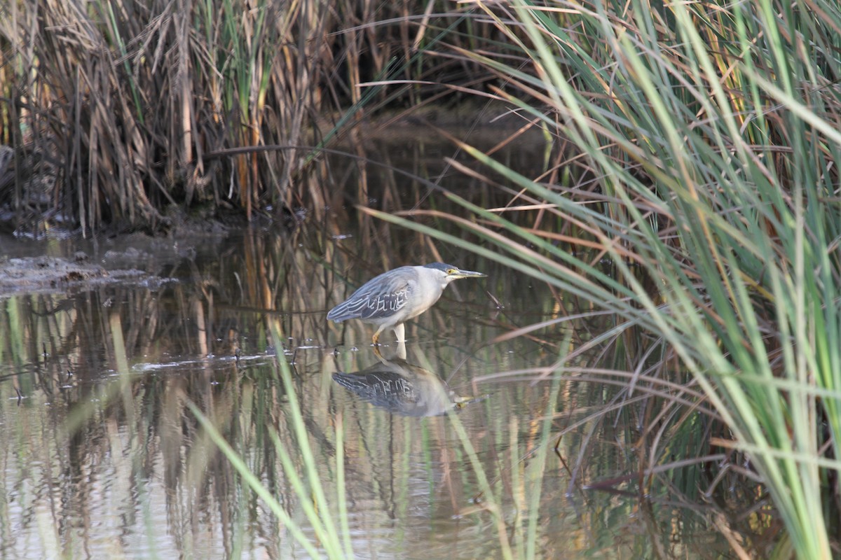 Striated Heron - ML47530481