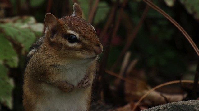 Eastern Chipmunk - ML475305