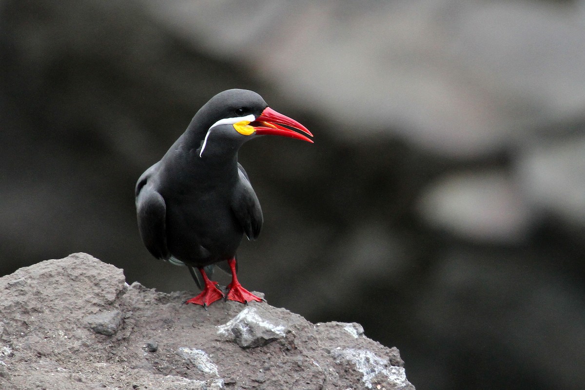 Inca Tern - ML47530591