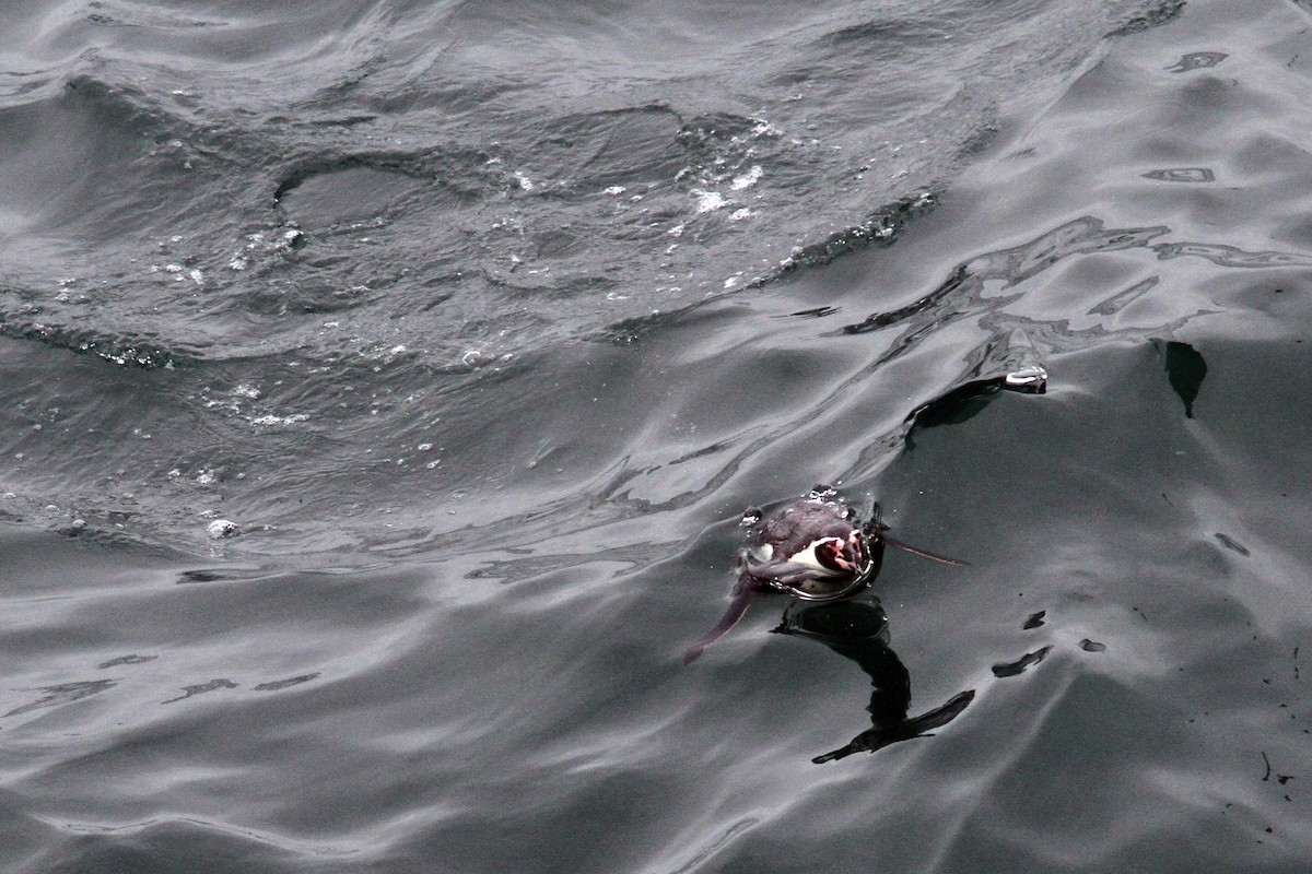 Humboldt Penguin - Knut Hansen