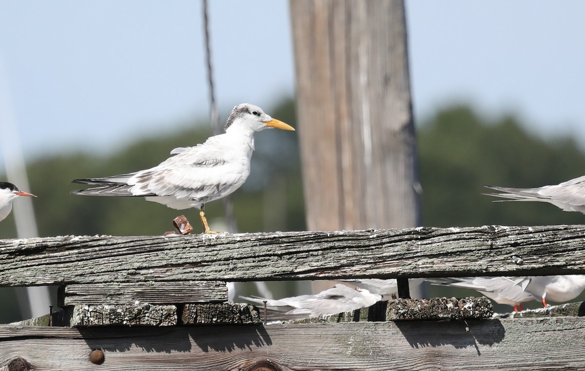 Royal Tern - ML475306651