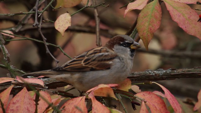House Sparrow - ML475307