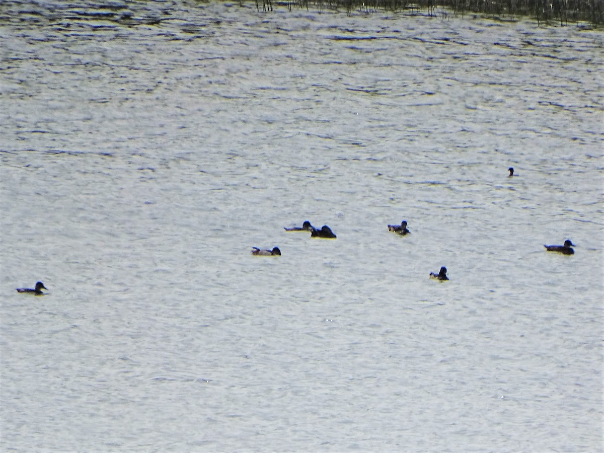 Ring-necked Duck - ML475307141