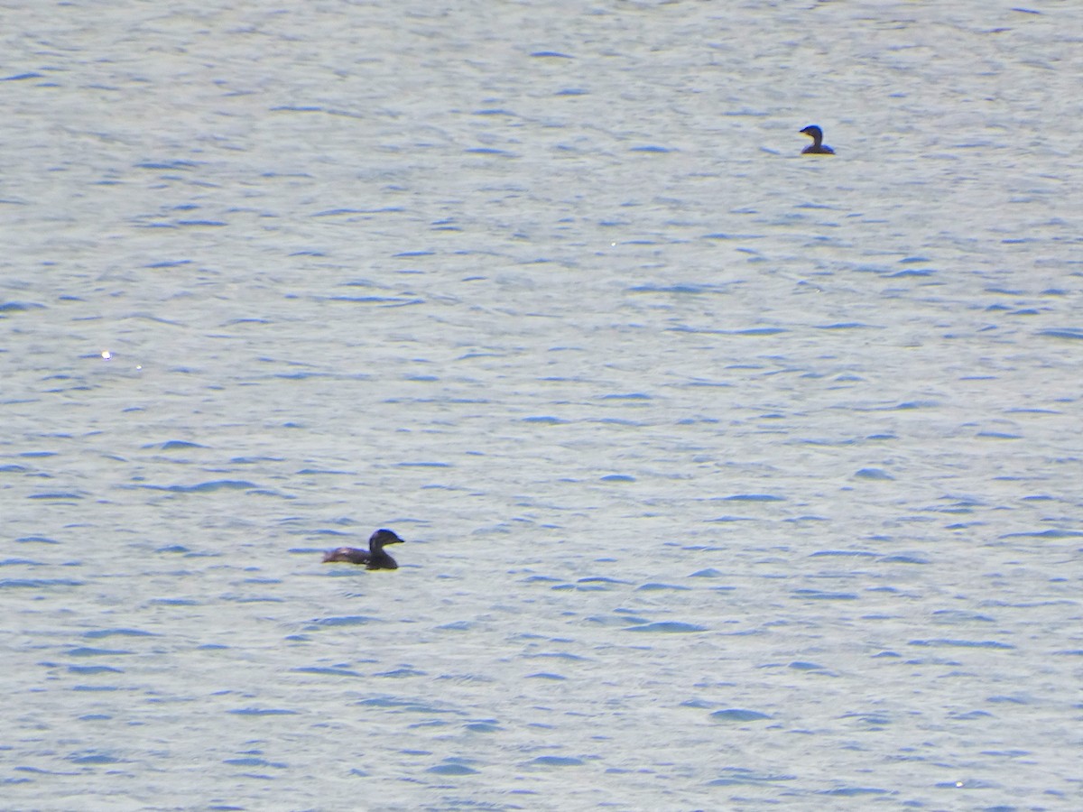 Pied-billed Grebe - ML475307261