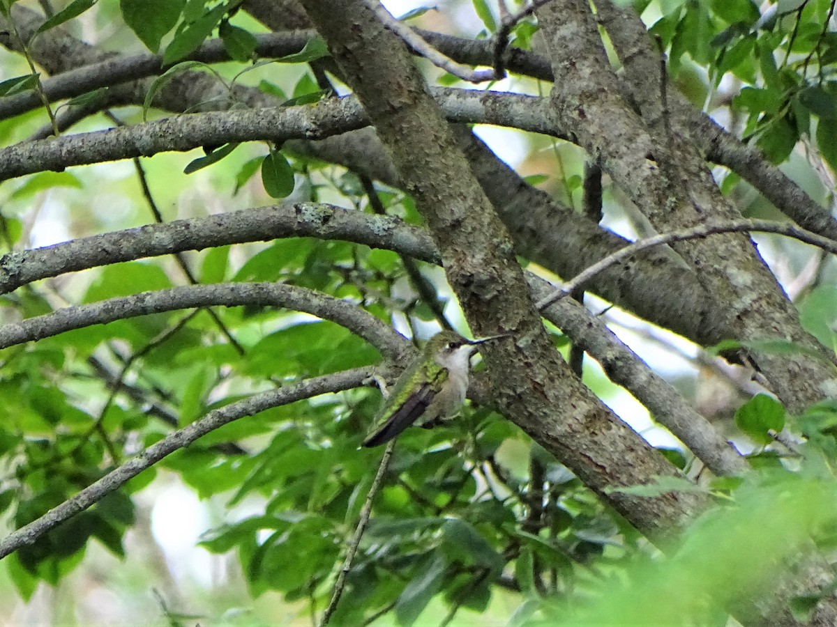 Yakut Boğazlı Kolibri - ML475307321