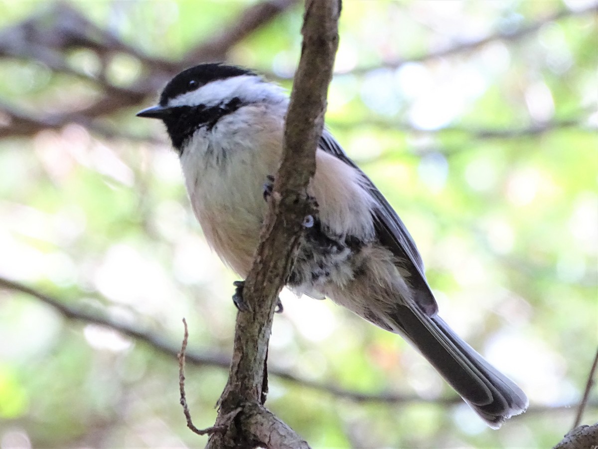 Black-capped Chickadee - ML475307501