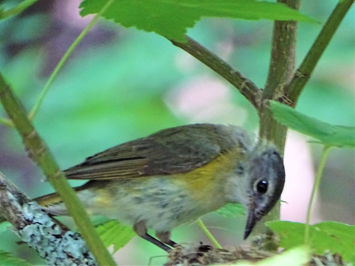 American Redstart - ML475307581