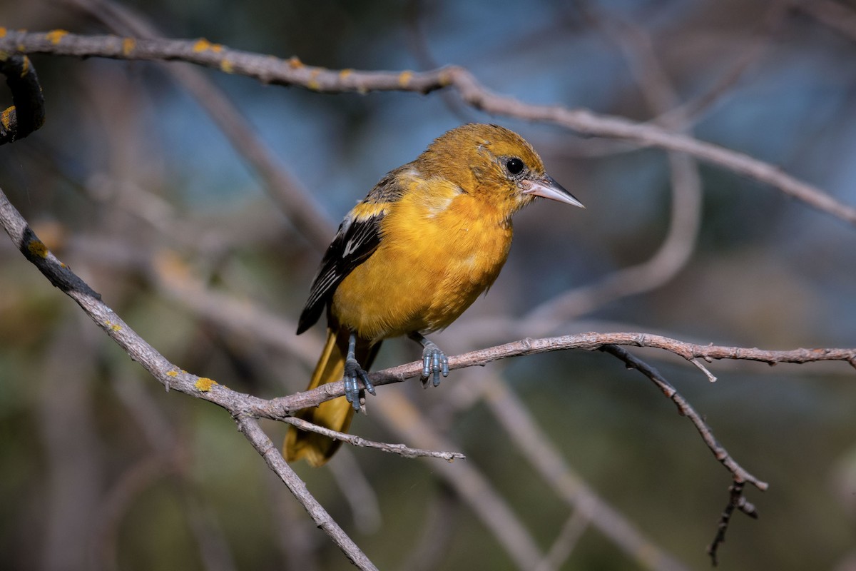 Baltimore Oriole - Fred Jennings