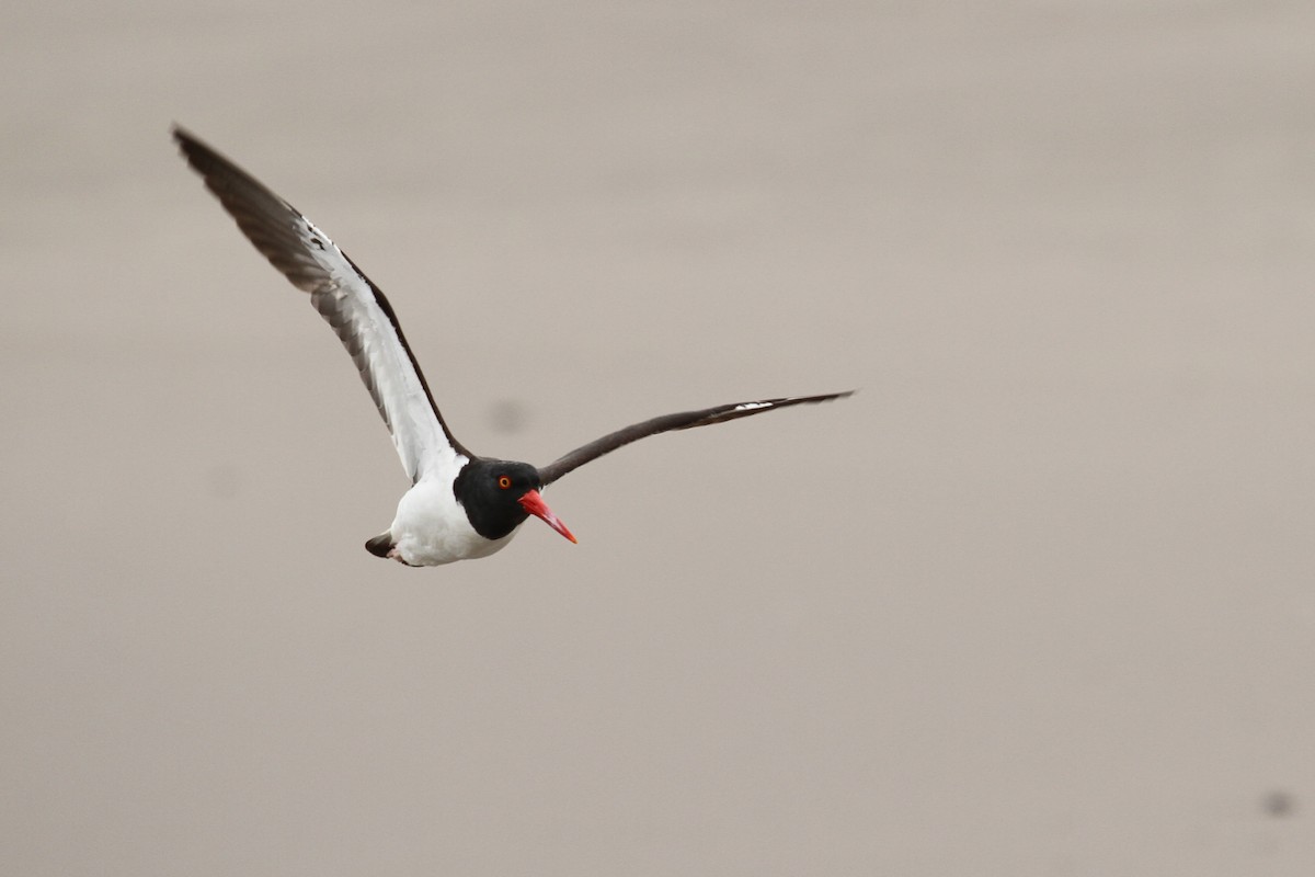 American Oystercatcher - ML47530981