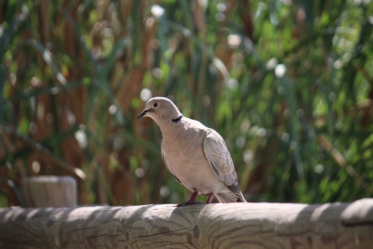 Eurasian Collared-Dove - Izan Zapata gimeno