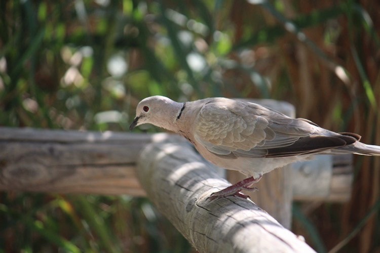 Eurasian Collared-Dove - Izan Zapata gimeno