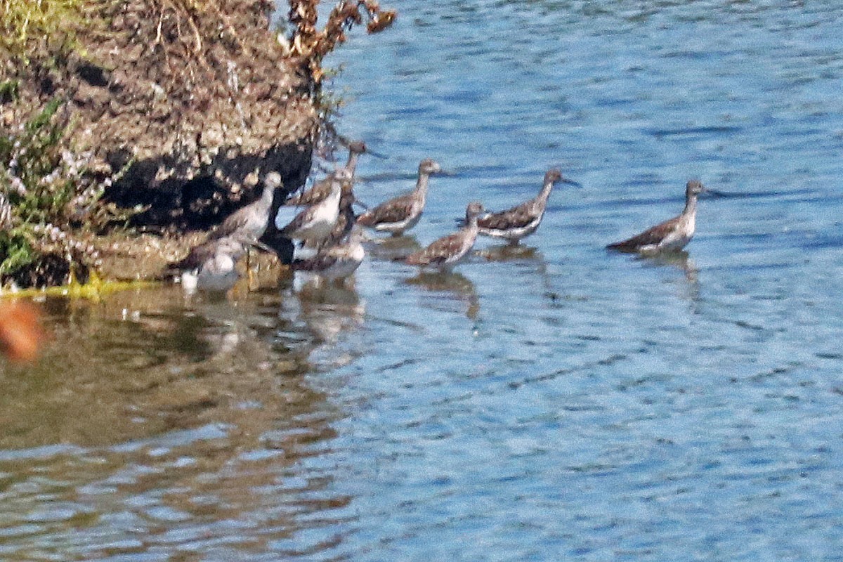 Greater Yellowlegs - ML475315301