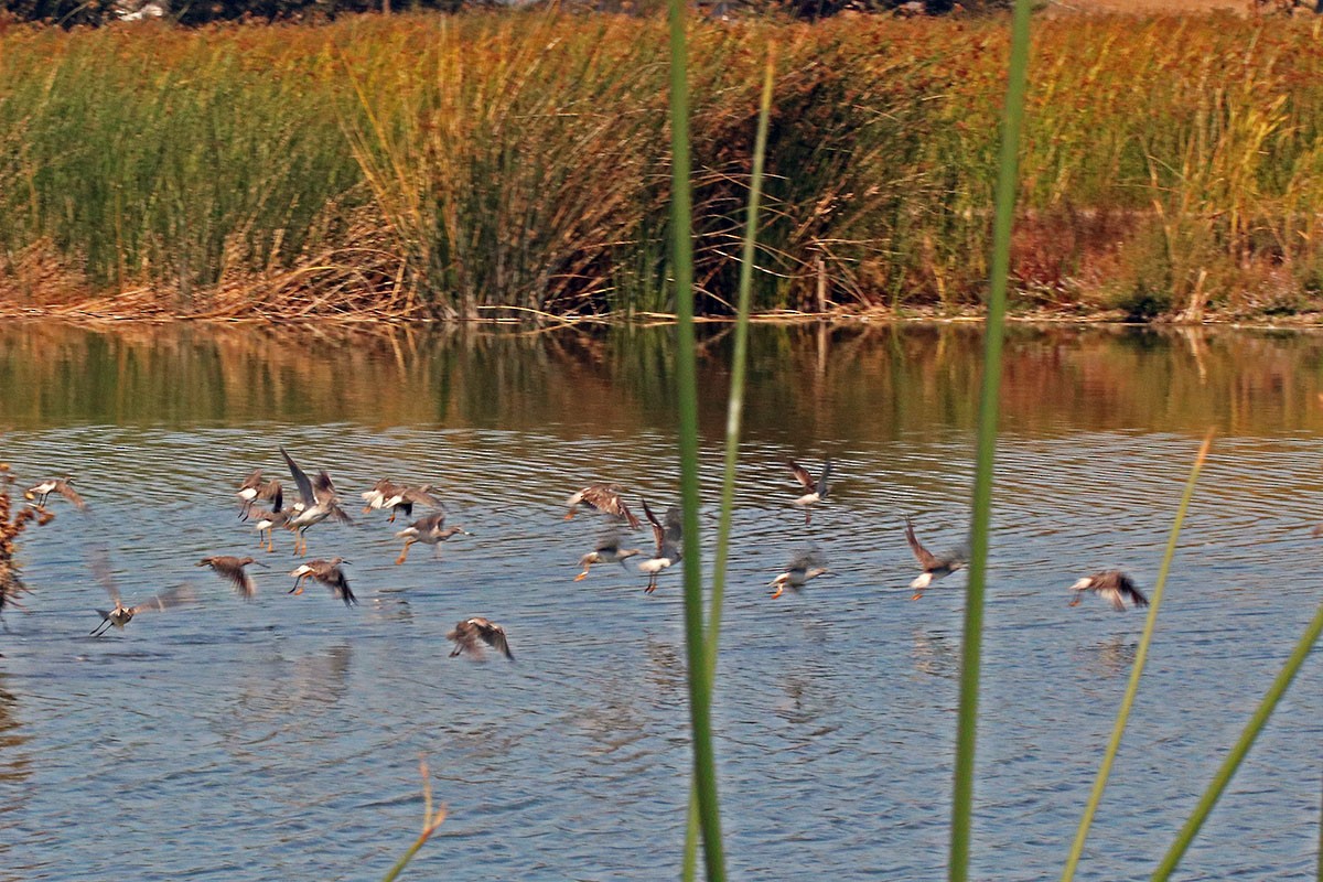 Greater Yellowlegs - ML475315311