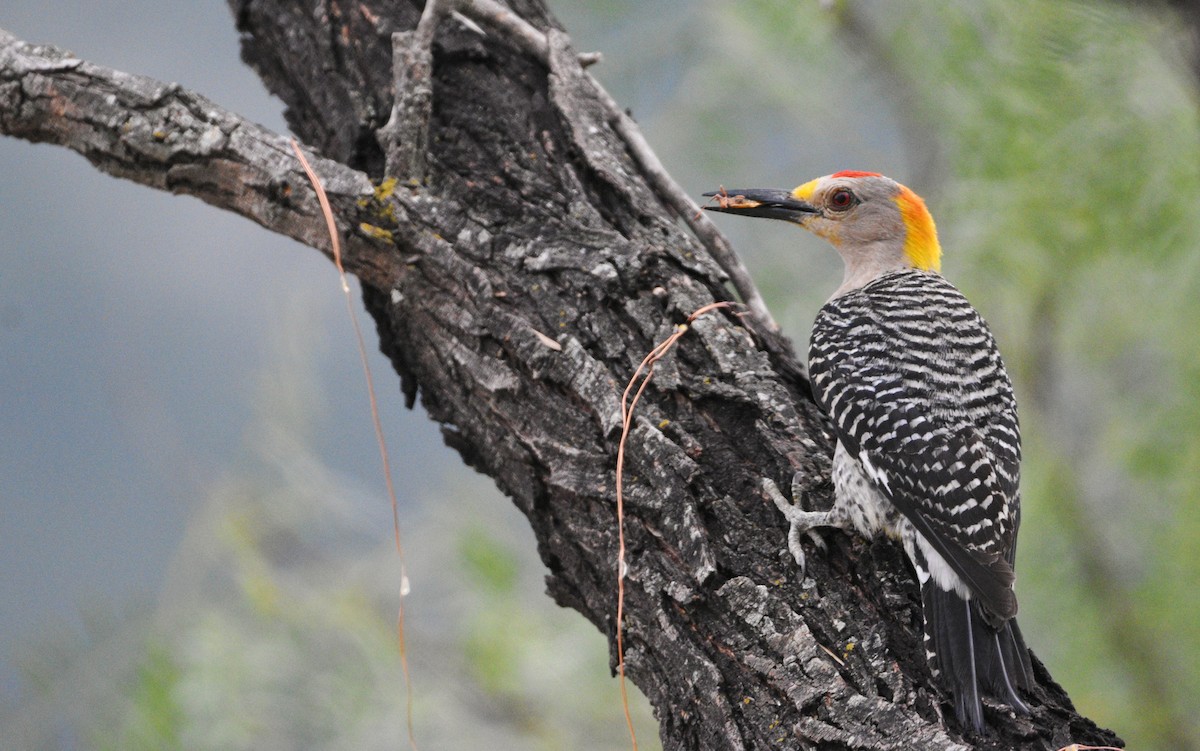 Golden-fronted Woodpecker - ML475315351