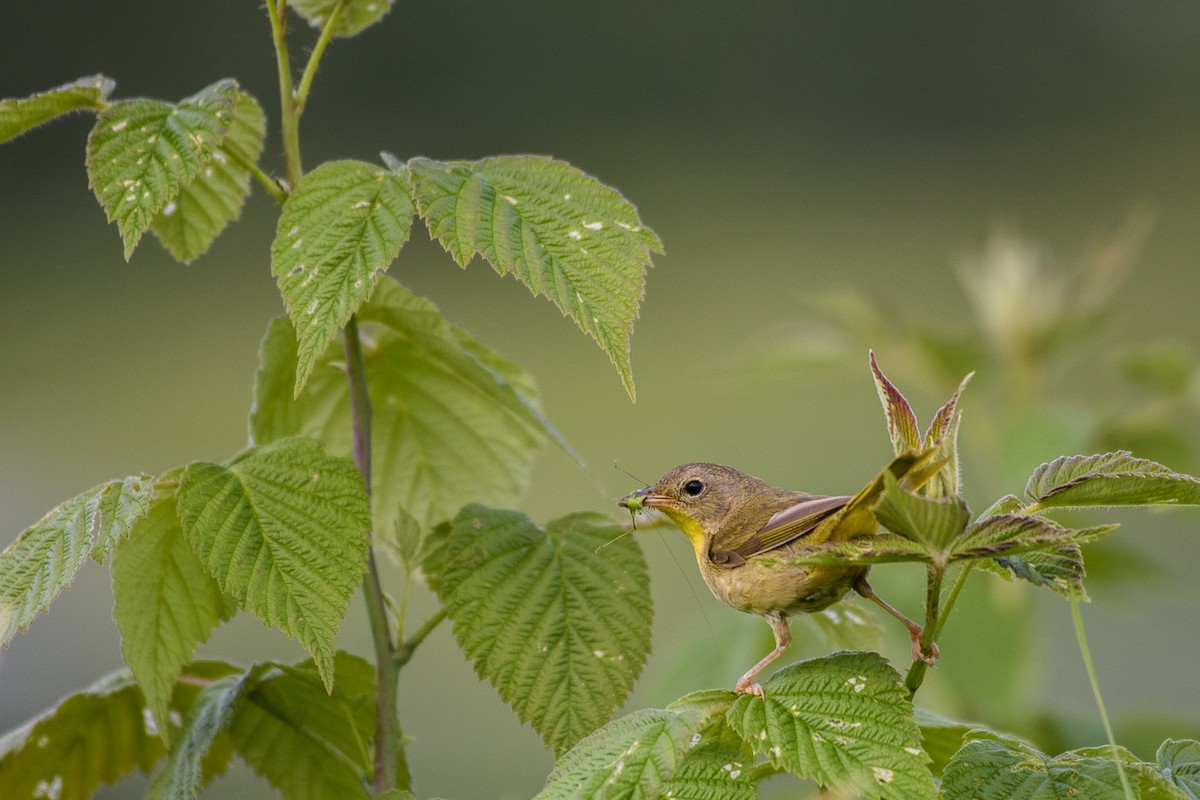 Common Yellowthroat - Christine Andrews