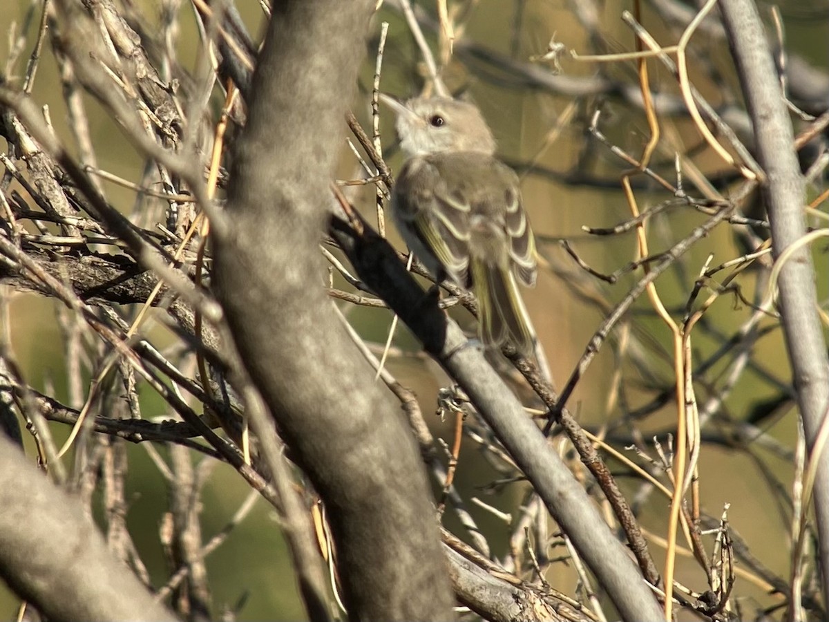 Bell's Vireo - Jeff Bouton