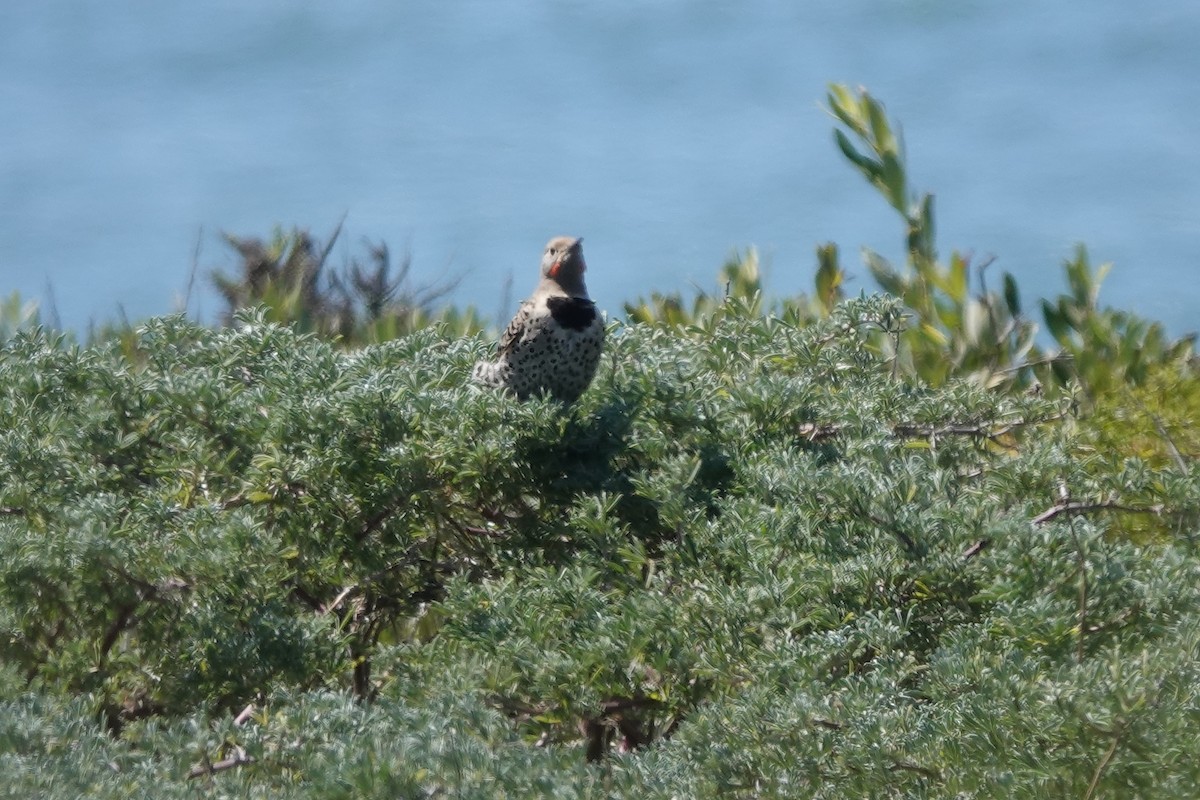 Northern Flicker (Red-shafted) - ML475317181