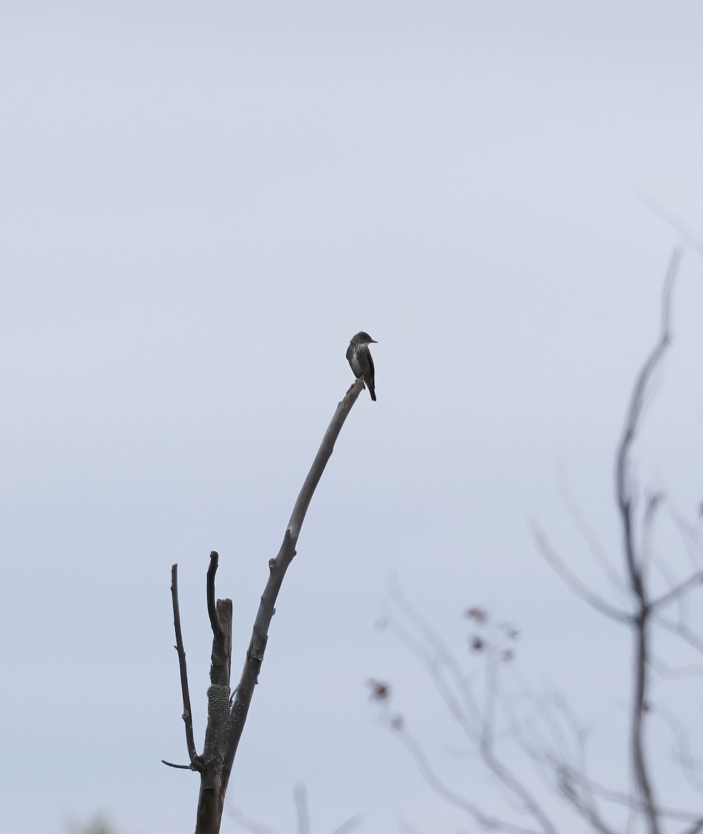 Olive-sided Flycatcher - ML475318141