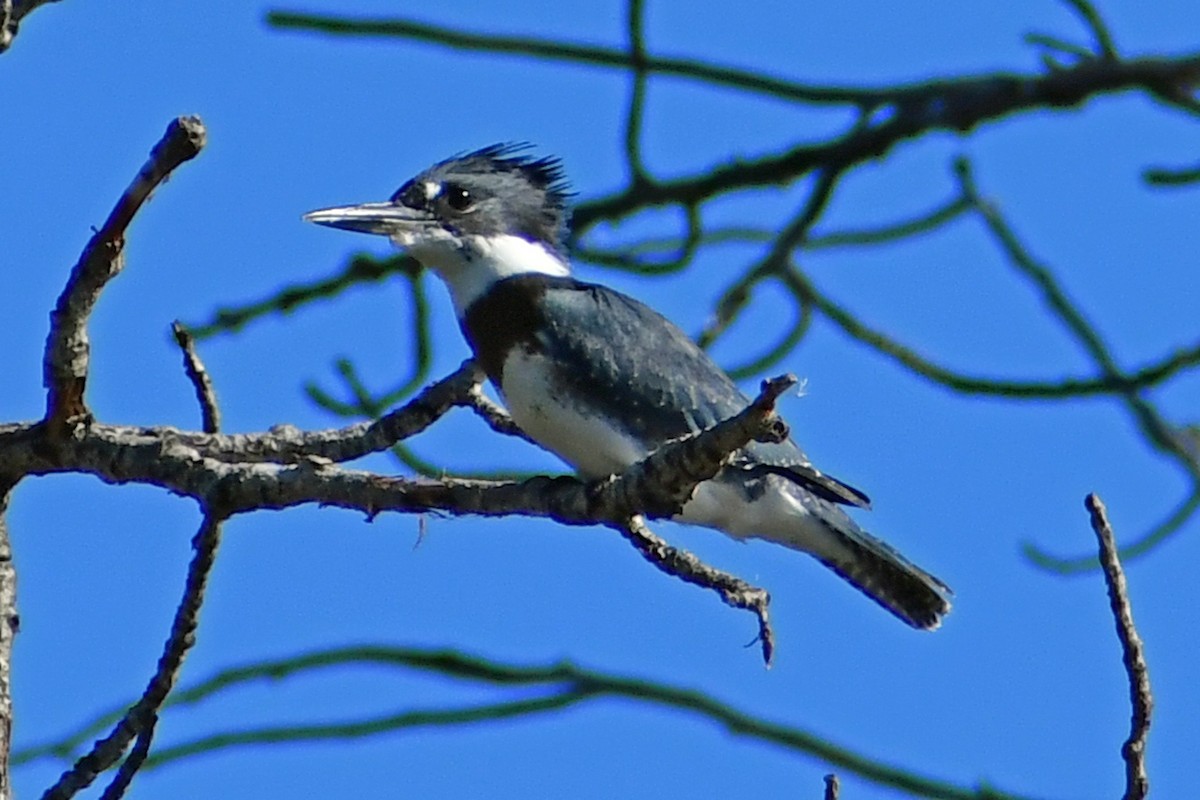 Belted Kingfisher - ML475318871