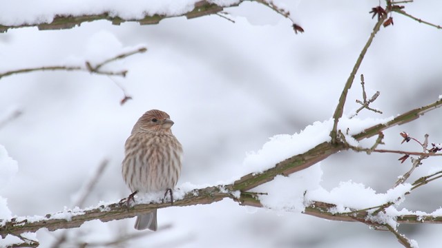 House Finch - ML475322