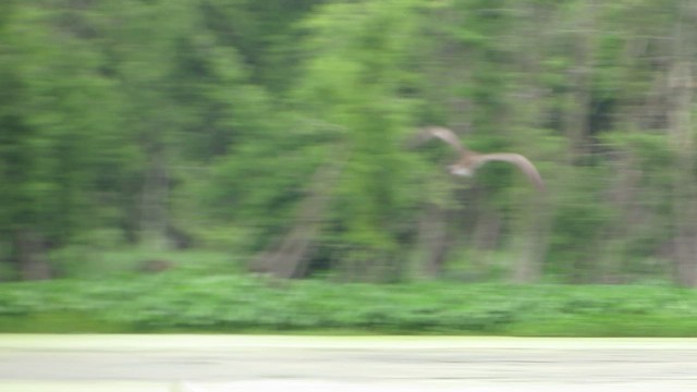 Brown Booby - ML475323581