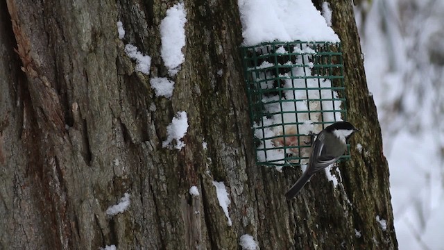 Black-capped Chickadee - ML475325