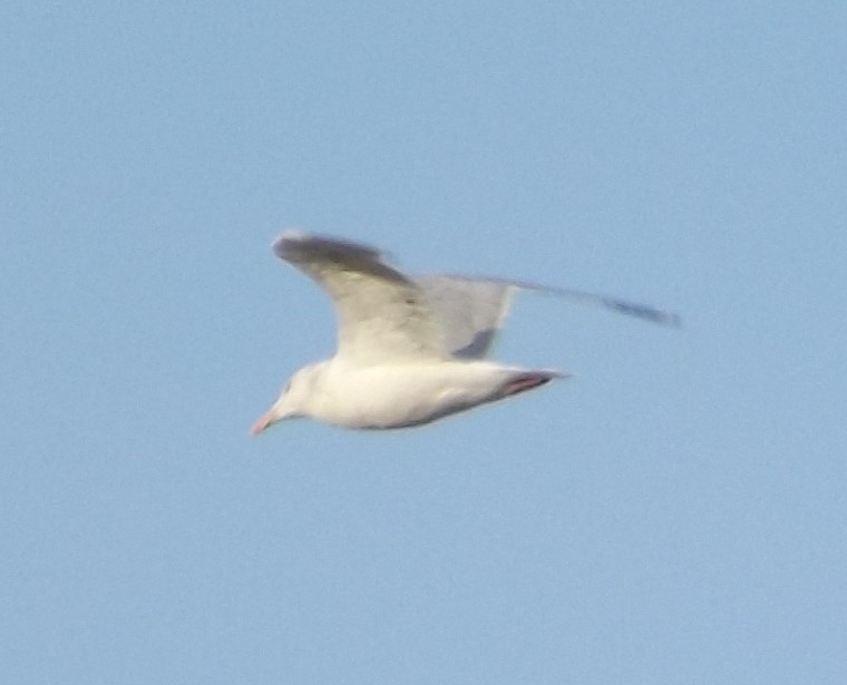 Herring Gull (American) - ML47532501