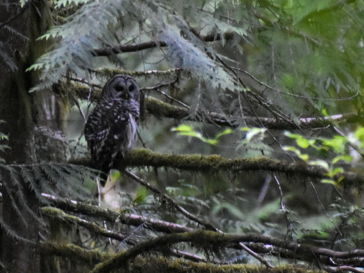 Barred Owl - ML475326421